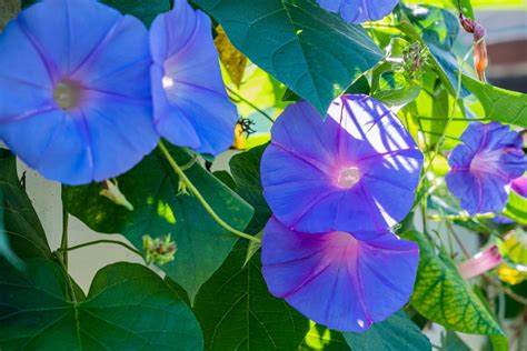 Morning Glory Climbing Plant Care & Growing Tips | Horticulture