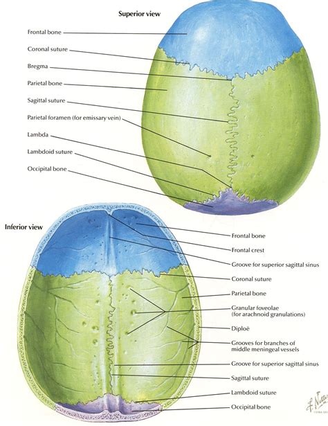 Netter 004 cranial vault bones | Anatomy bones, Medical anatomy, Skull anatomy