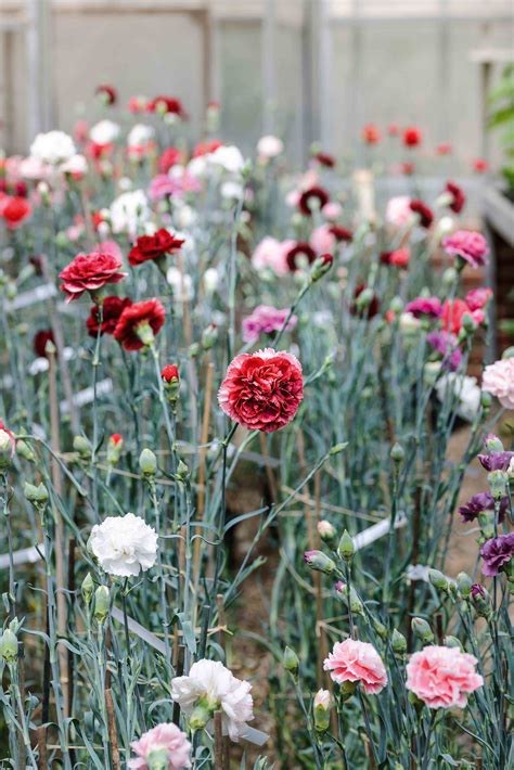 A Guide To Growing Carnations, 49% OFF