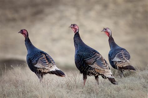 A small portion of the flock of turkeys that hang out near our house ...