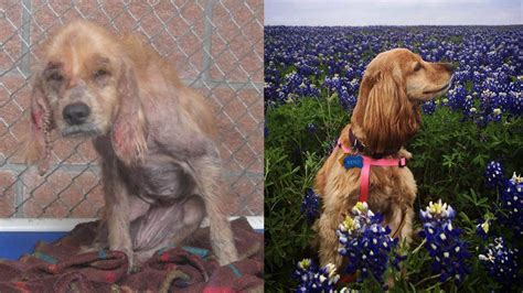 Image result for Dogs Getting Abused