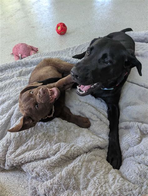 Top Rated East Stroudsburg Veterinarian - Smithfield Animal Hospital