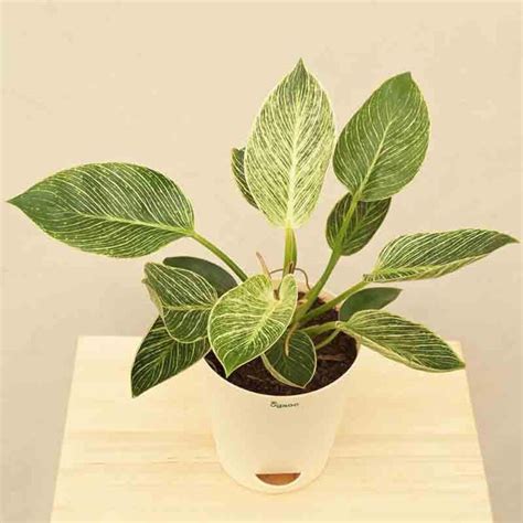 Buy Ugaoo Philodendron Birkin Plant - Medium Online in India | Vaaree