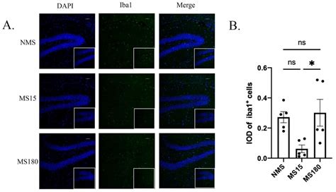 Brief Maternal Separation Promotes Resilience to Anxiety-like and ...