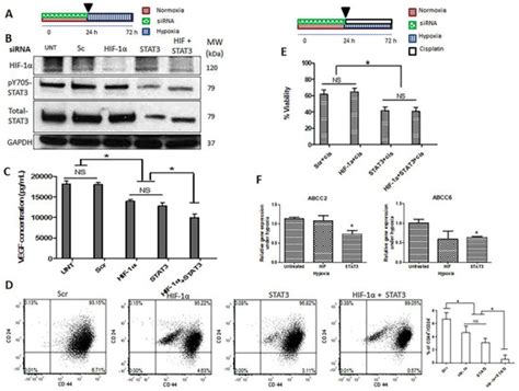 STAT3 but Not HIF-1α Is Important in Mediating Hypoxia-Induced ...