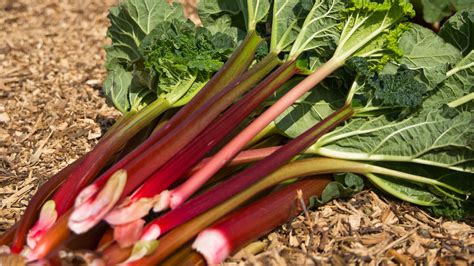 Rhubarb lovers rejoice as season arrives