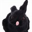 Image result for Stuffed Bunny Gift