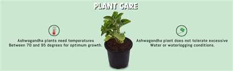 Sumit Greenery Ashwagandha Medicinal Live Plant with Pot | Pack of 1 ...