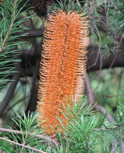 Shield Your Cat’s Health: Unraveling the Secrets of Toxic Native Plants
