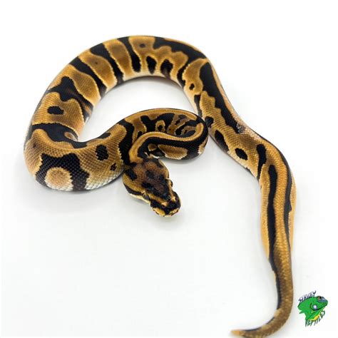 Image result for Spider Ball Python Baby