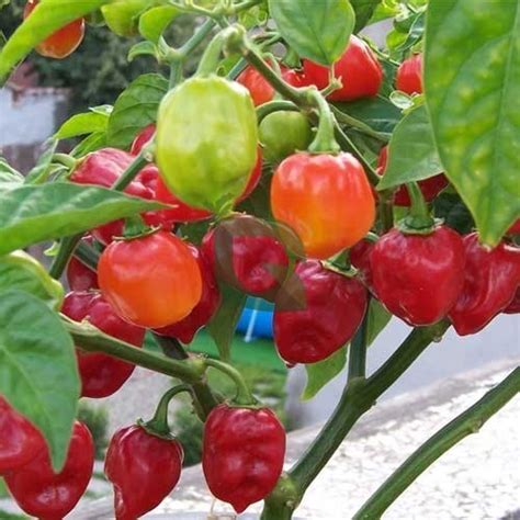 Buy Red Habanero Pepper Chilli Hybrid F1 Seeds - High Yield, Disease ...