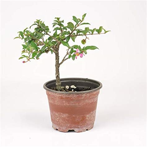 Malpighia Dwarf Cherry Blossom Bonsai Suitable Sapling Plant ...