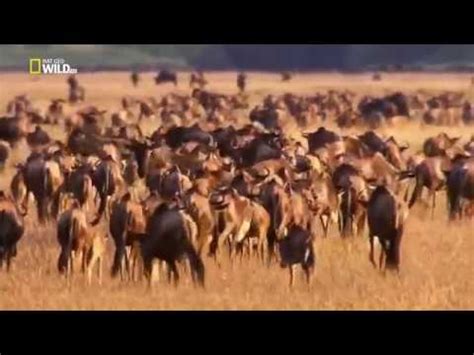 Мир дикой природы Животные саванны Документальный фильм - YouTube