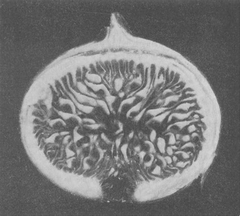 ScienceMagazine Fig 的图像结果