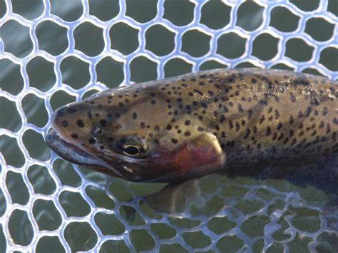 FORBIDDEN WATERS FLY FISHING (2026) All You Need to Know BEFORE You Go ...