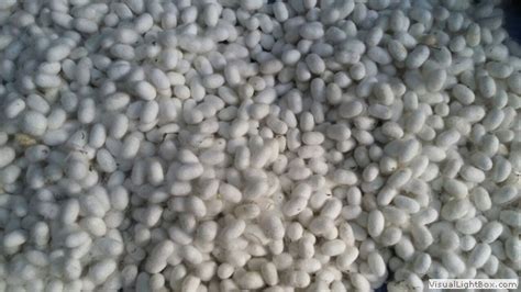 Silk Worm Life Cycle