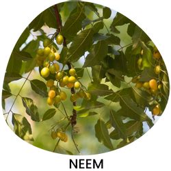 Mikami: A pure blend of natural elements infused – mikami-india
