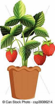 piante di fragole in vaso pianta fragola vaso argilla pianta fragola vaso piante di fragole in vaso pianta fragola vaso argilla pianta fragola vaso