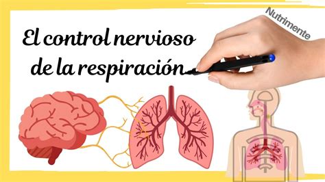 Control del nervio a través de la respiración
