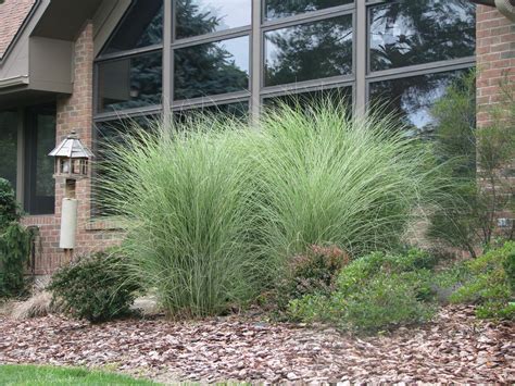Tall Ornamental Grasses For Screening