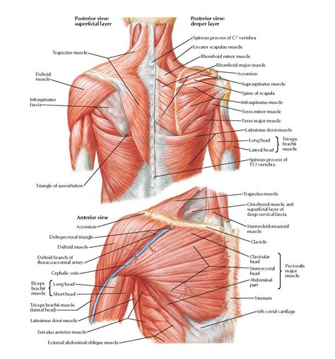 Muscles In The Shoulder
