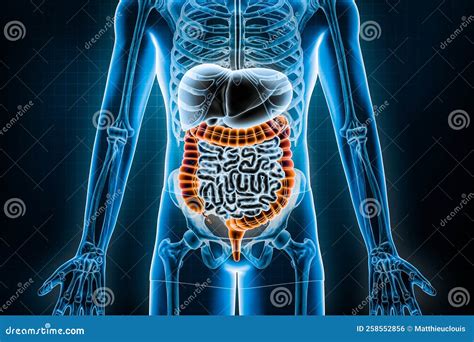 Large Intestine 3D Rendering Illustration. Anterior Or Front View Of The Human Digestive System ...