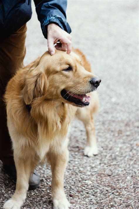 Top 15 friendliest dog breeds - Forever Puppy
