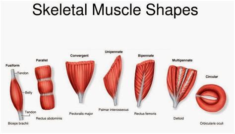 Image result for Muscle Structure and Function