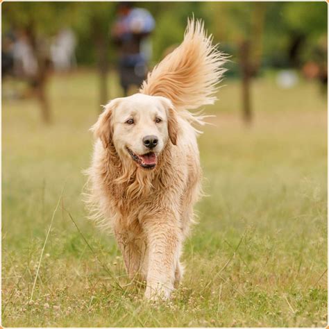 Best Golden Retriever In The World at Alan Koester blog