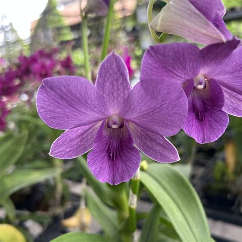 Orchid plant care & Growing Guide - Lee Orchid