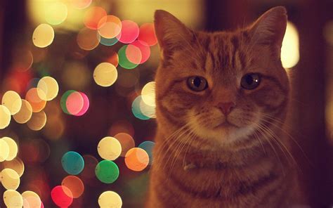 Ginger Cat MacBook Air Wallpaper Download | AllMacWallpaper