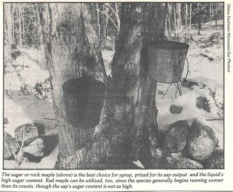 Image result for Tapping a Natural Spring