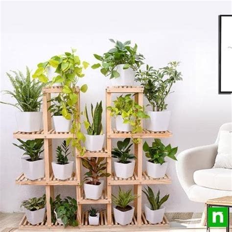 Buy Mesmerising indoor plants with wooden stand for indirect bright ...
