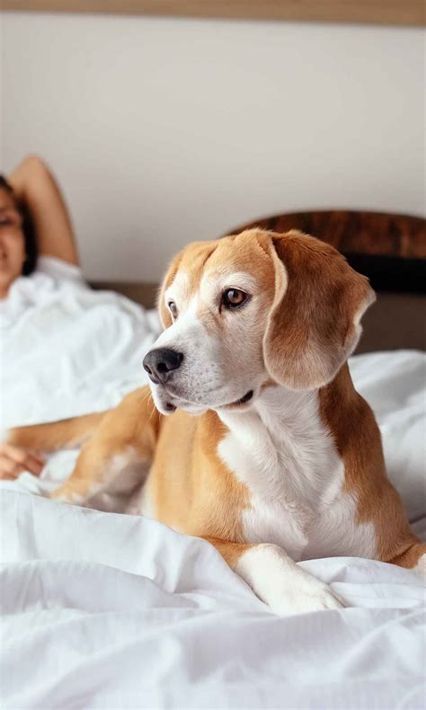 Tamworth Hotels | The Best Hotels in Tamworth | lastminute.com