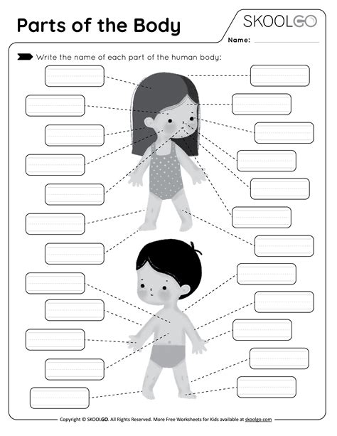 Human Body Parts Pictures For Kids Worksheet Pdf - Infoupdate.org