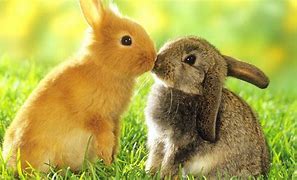 Image result for Cute Baby Bunnies Kissing