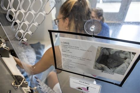 Cats at the Guilford County Animal Shelter