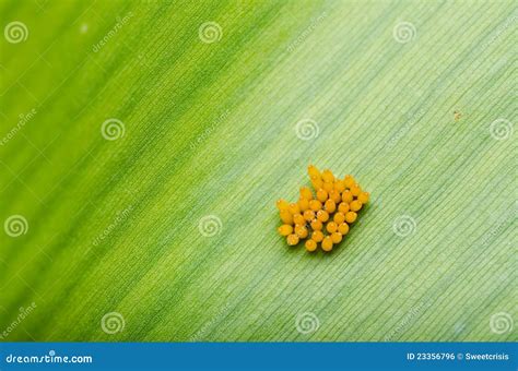 Ladybug egg on leaf stock photo. Image of control, insect - 23356796