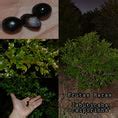 Jaboticaba Caipirinha Fruit Plant (Plinia sp. Caipirinha): The Bonsai ...