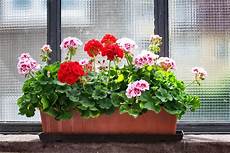 come coltivare fiori come coltivare gerani in vaso belli e duraturi non sprecare come coltivare fiori come coltivare gerani in vaso belli e duraturi non sprecare