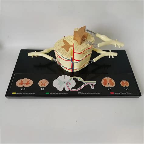 Labeled Spinal Cord Model Model Of Spinal Cord In Longitudinal Section