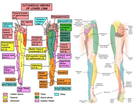 Peripheral Nerve Distribution 的图像结果