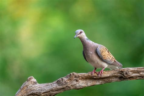 Farmland Bird Sounds | The RSPB