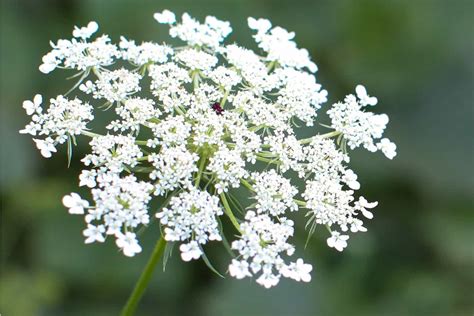 Can Chickens Safely Feast on Queen Anne's Lace?