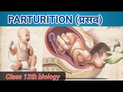 Image result for Parturition Class 12