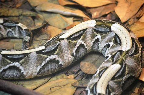Image result for Green Ball Python