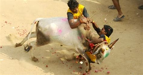 Supreme Court refuses to stay Tamil Nadu bill on Jallikattu - IBTimes India