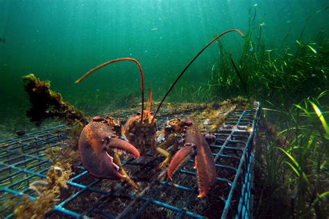 What Fish Eat Lobsters? A Guide To Marine Predators