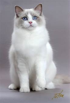 cat breed animals zoo park most popular cat breeds ragdoll cats cat breed animals zoo park most popular cat breeds ragdoll cats