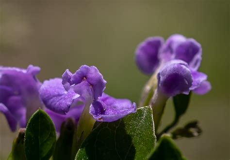 Tiny Purple Flowers - Lifeboat 21